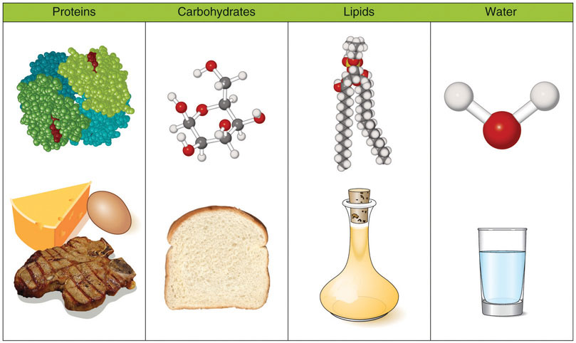 Carbohydrates Lipids And Proteins