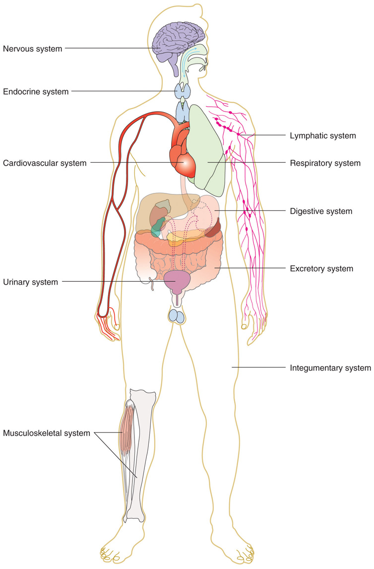 Chapter 3 Nutrition and the Human Body