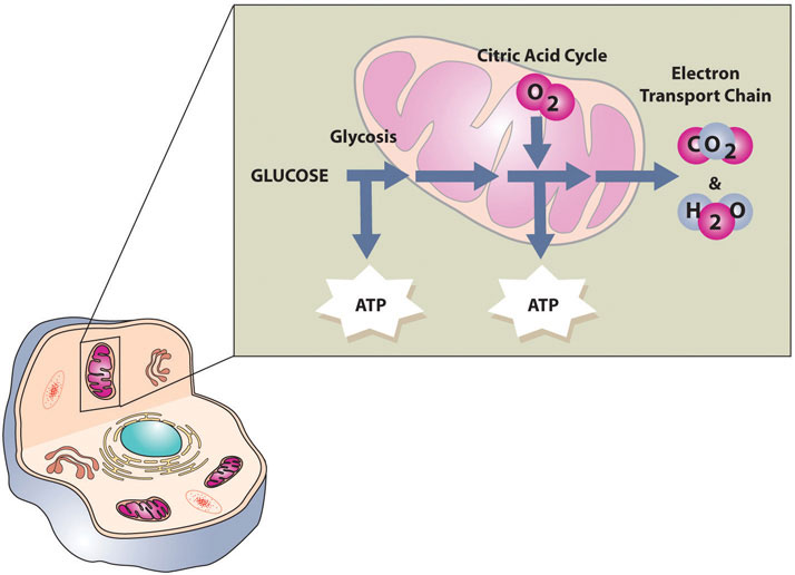 the-functions-of-carbohydrates-in-the-body