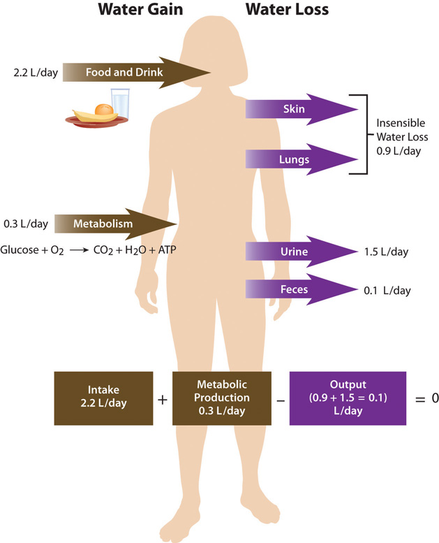 body-water-balance-vector-flat-illustrations-human-balance-of-water