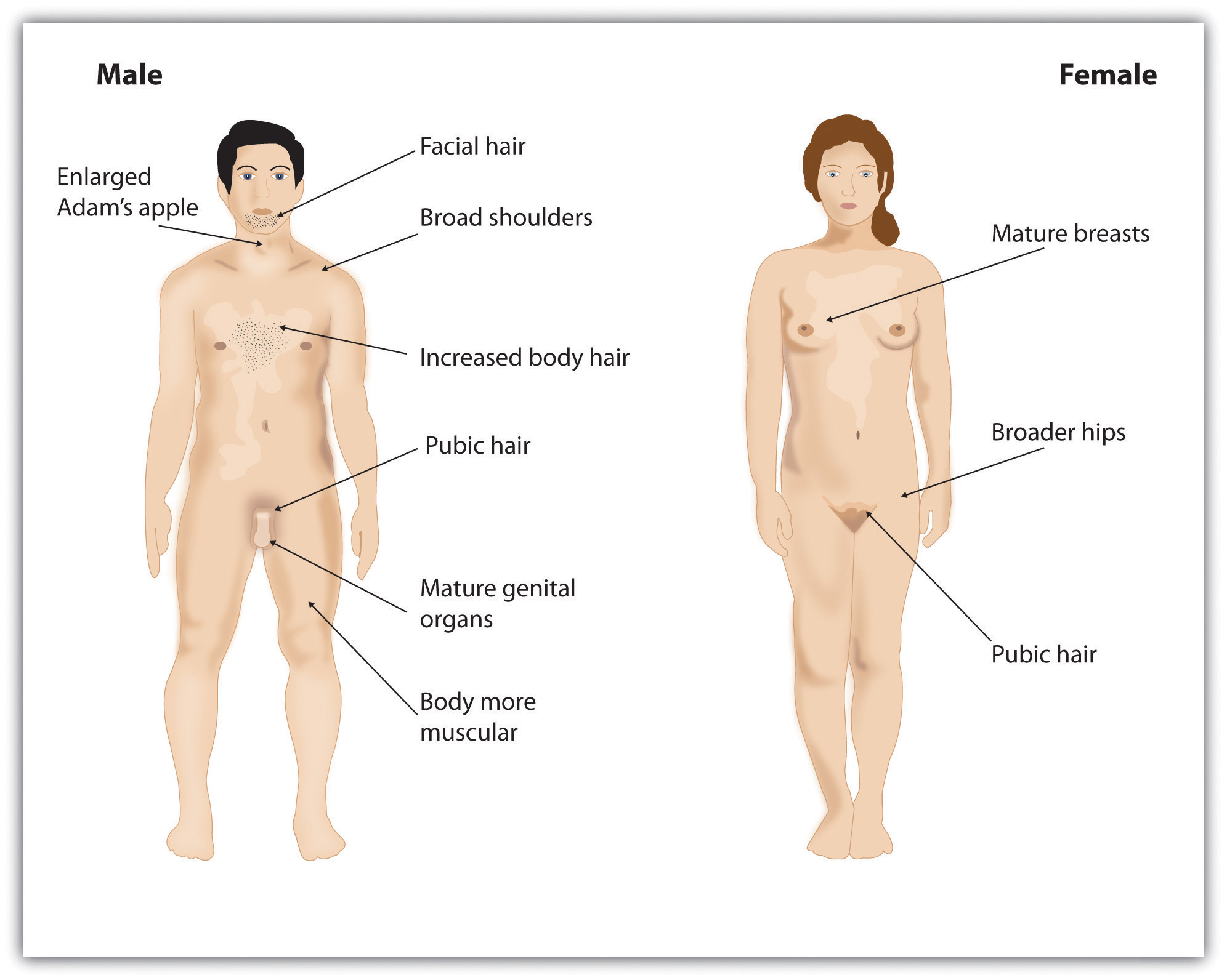 Penis Growth Timeline 59