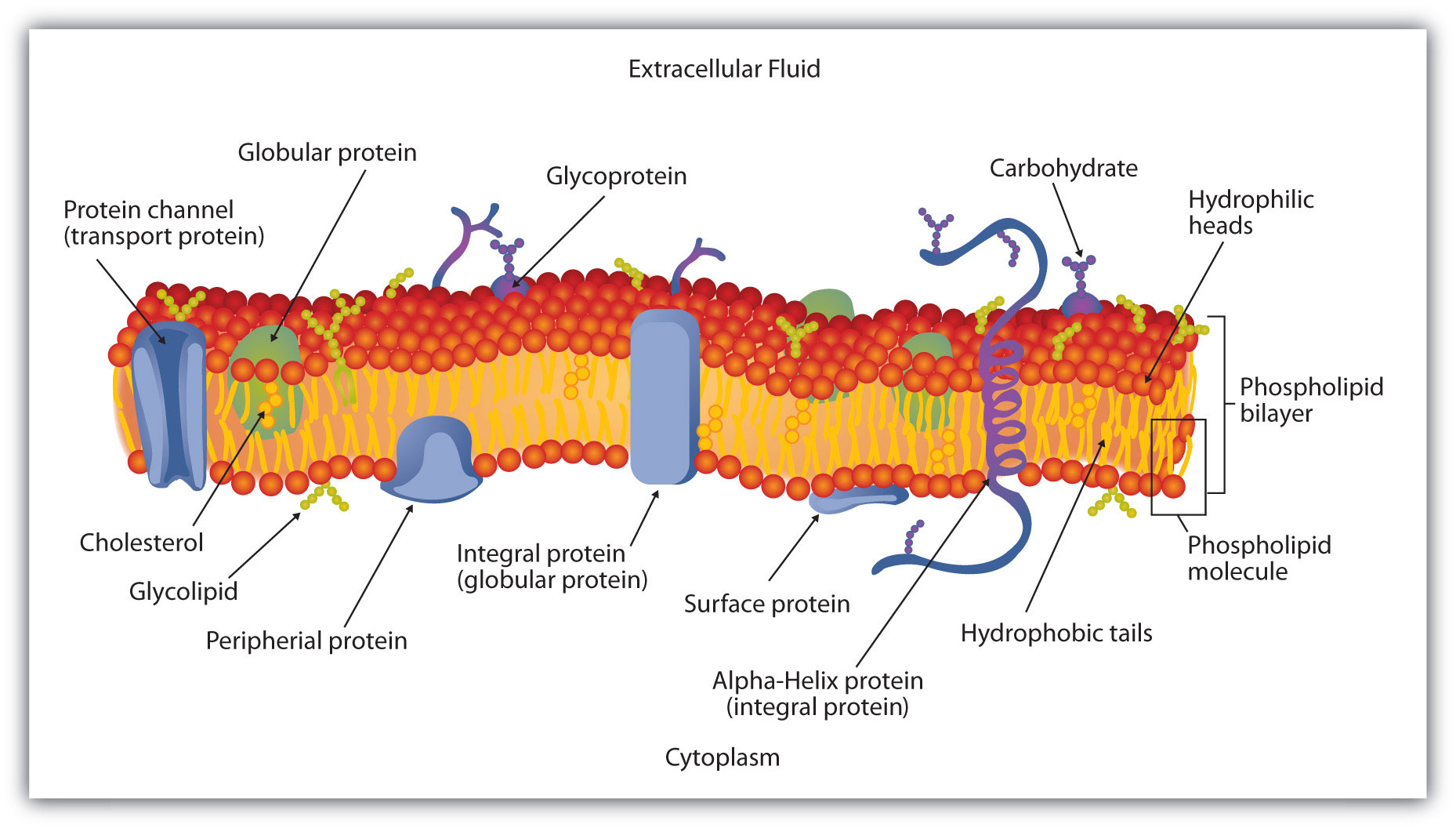 membrane-lipids-cell-membrane-lipids