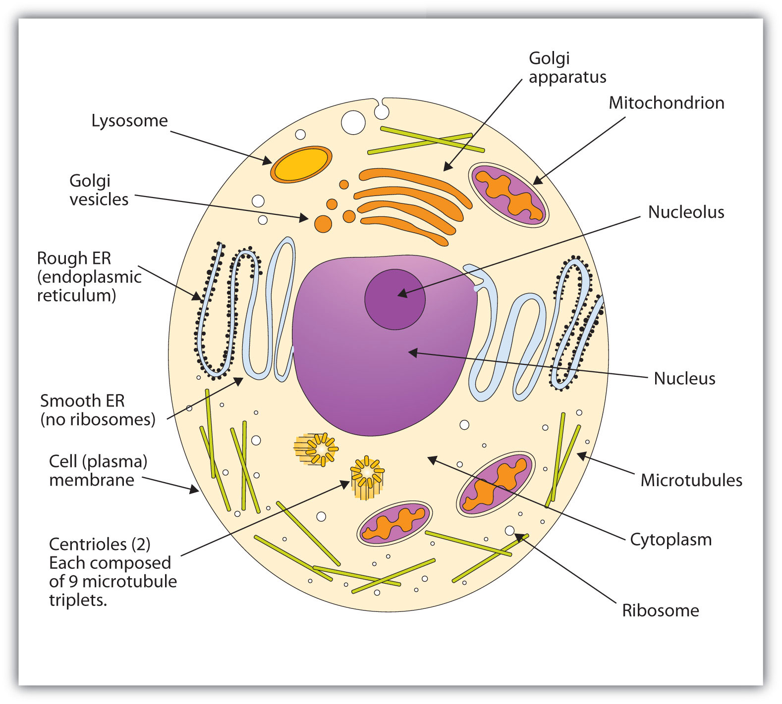 Both Cells - Biorganelles