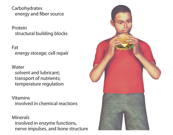 what-are-nutrients