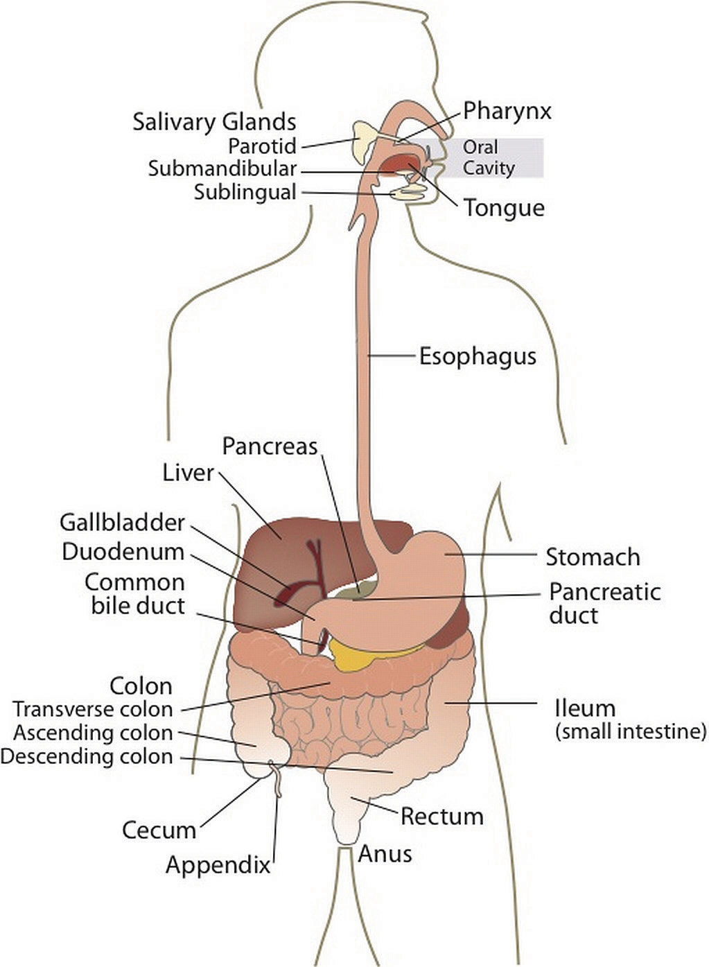 digestive system for kids without label