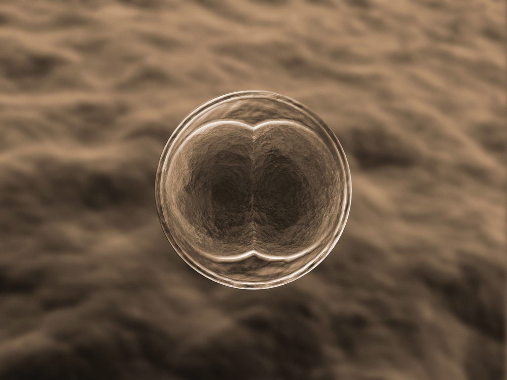 the-basic-structural-and-functional-unit-of-life-the-cell