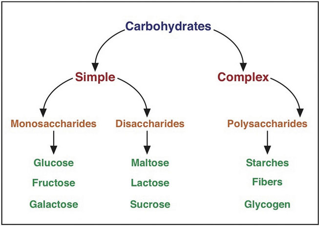 A Closer Look At Carbohydrates