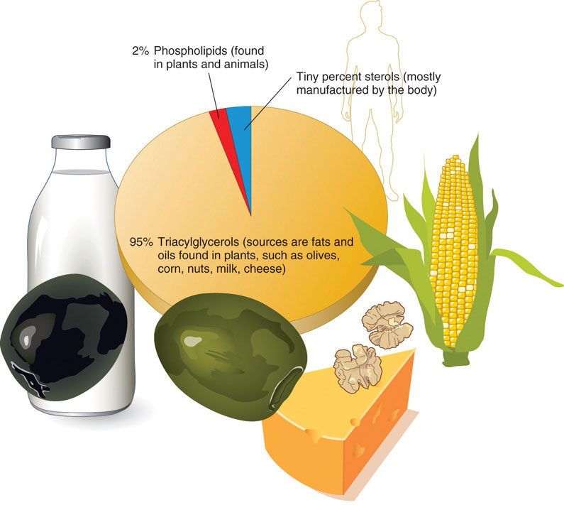 What will lipids dissolve in?