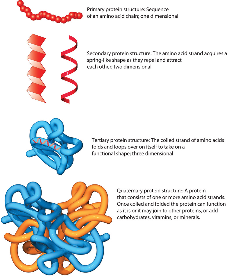 primary protein structure