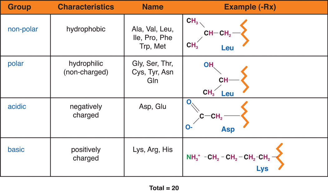 hydrophobic amino acids chart