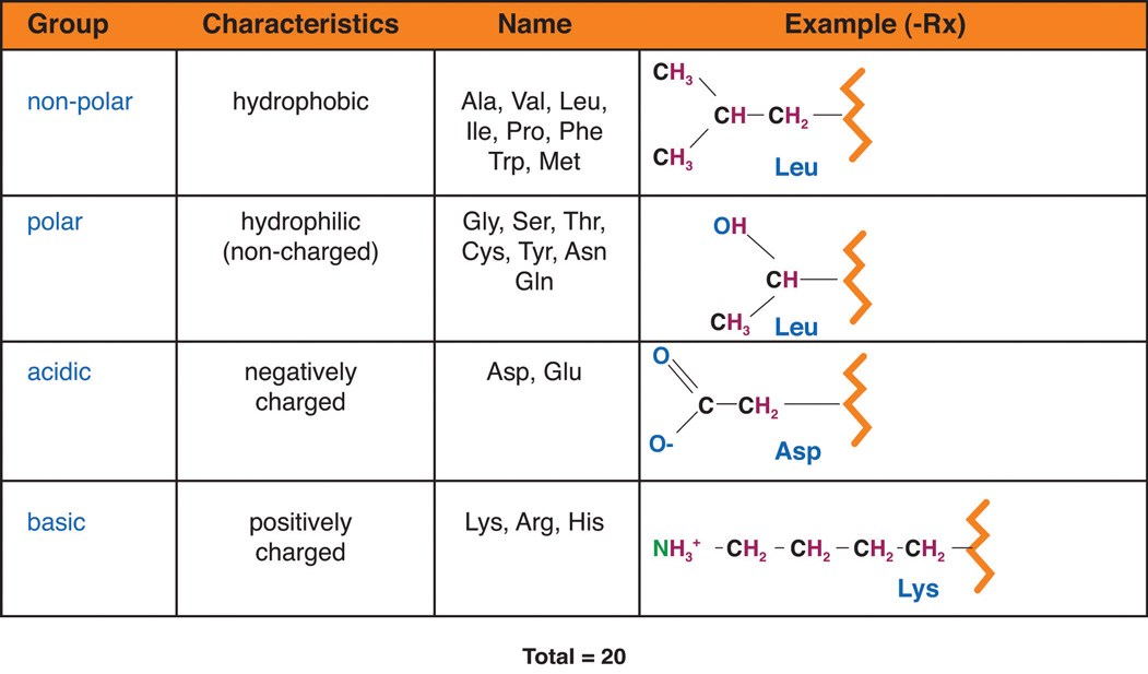 hydrophobic amino acids will do what