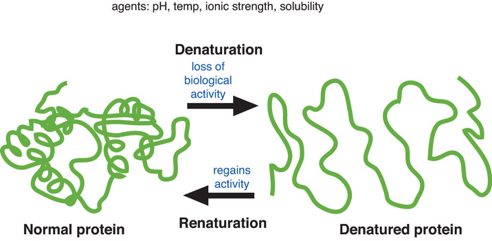 optimum-rate-and-denatured-enzymes-youtube