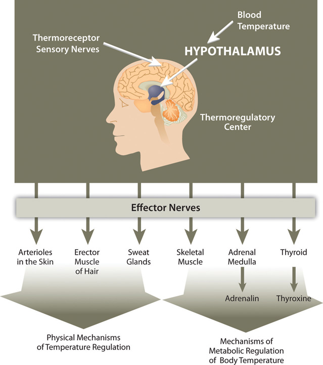 Electrolytes and temperature regulation