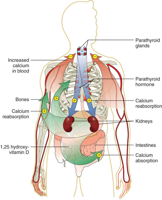 Nutrients Important for Bone Health