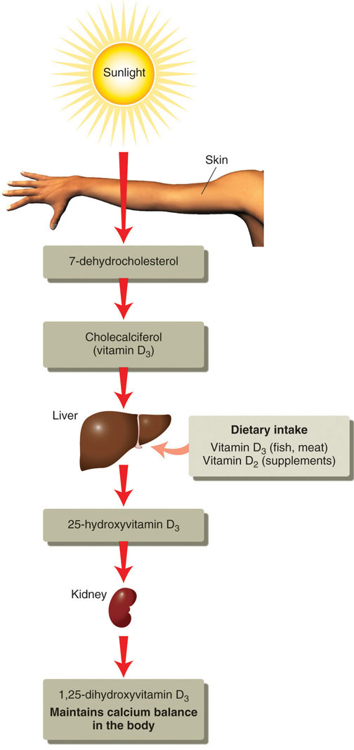 Support bone health with nutrients such as Calcium, Vitamin D and