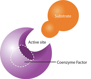 Catabolic and anabolic