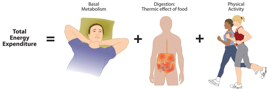 The energy balance: physical activity and food