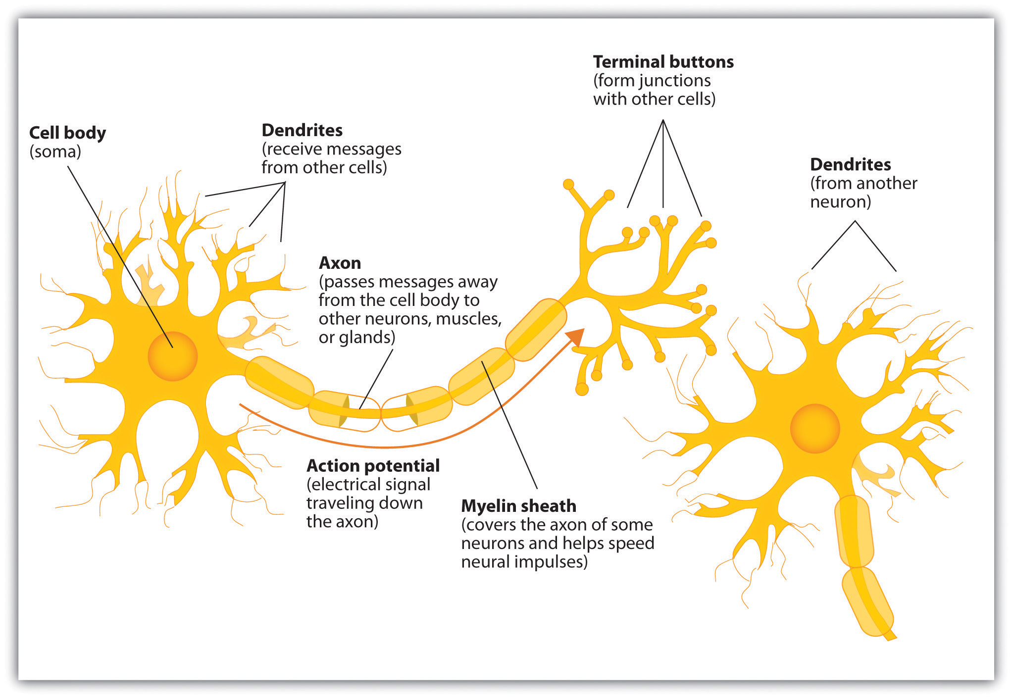 neuron diagram and functions