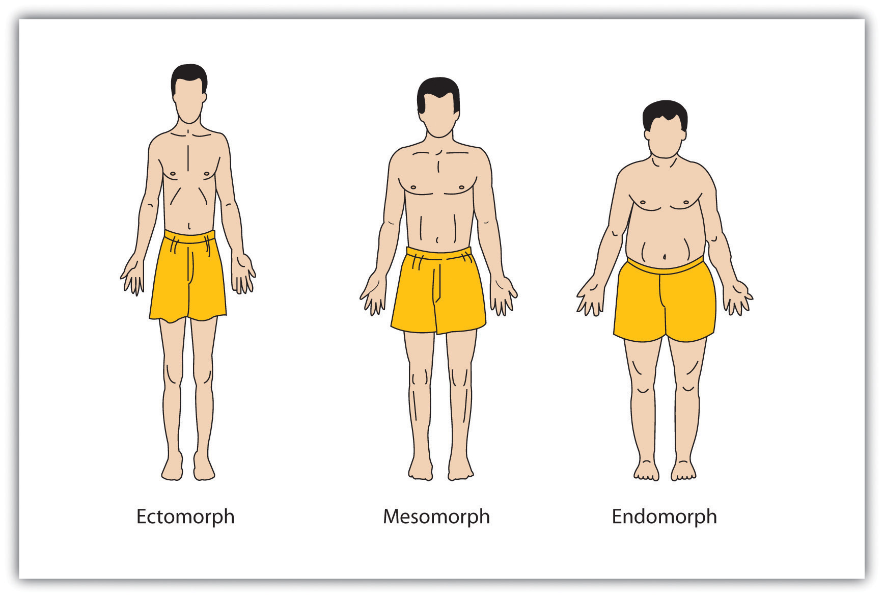 Busting Common Myths about the Mesomorph Body Type