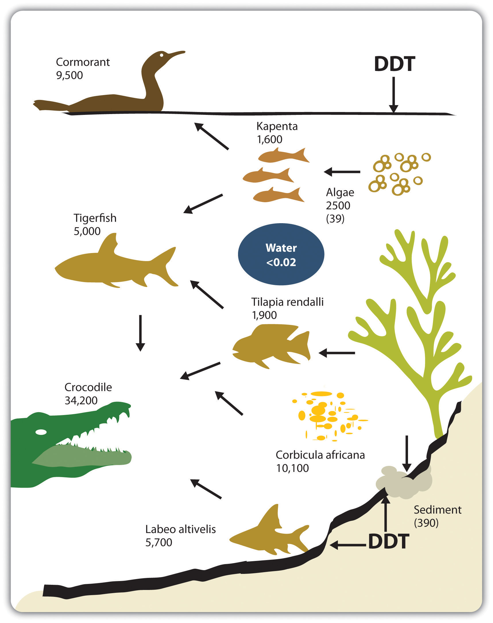 DDT Accumulation in the Food Chain. DDT levels, shown in nanograms per gram of body fat for animals in Lake Kariba in Zimbabwe, accumulate in the food chain. The lowest amount of DDT can be found in algae at 2500 and the highest is in crocodiles at 34,200.