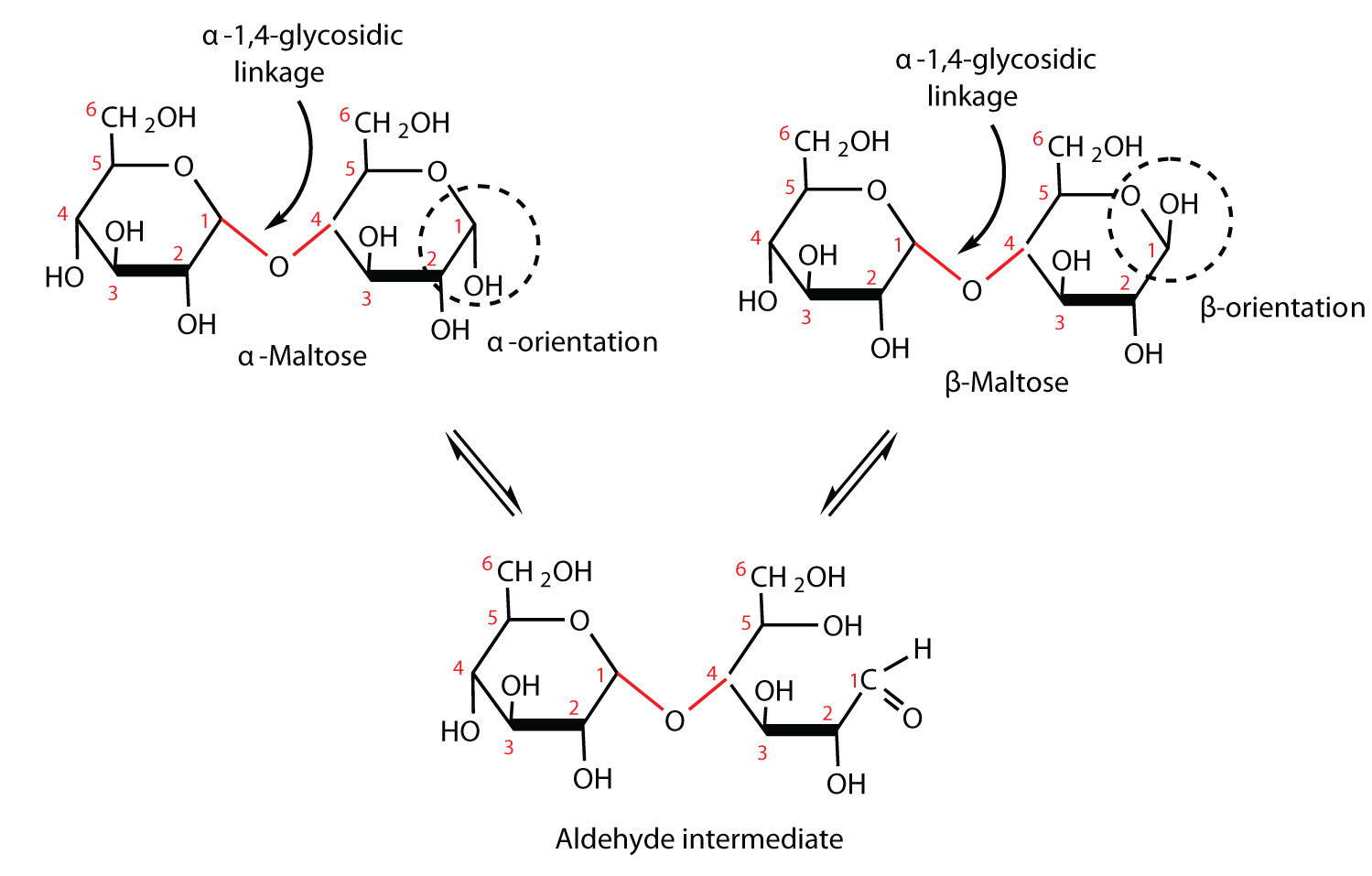 oxidised glucose structure Disaccharides