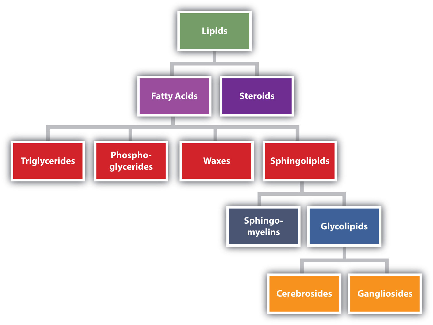 20 Amino acids chart