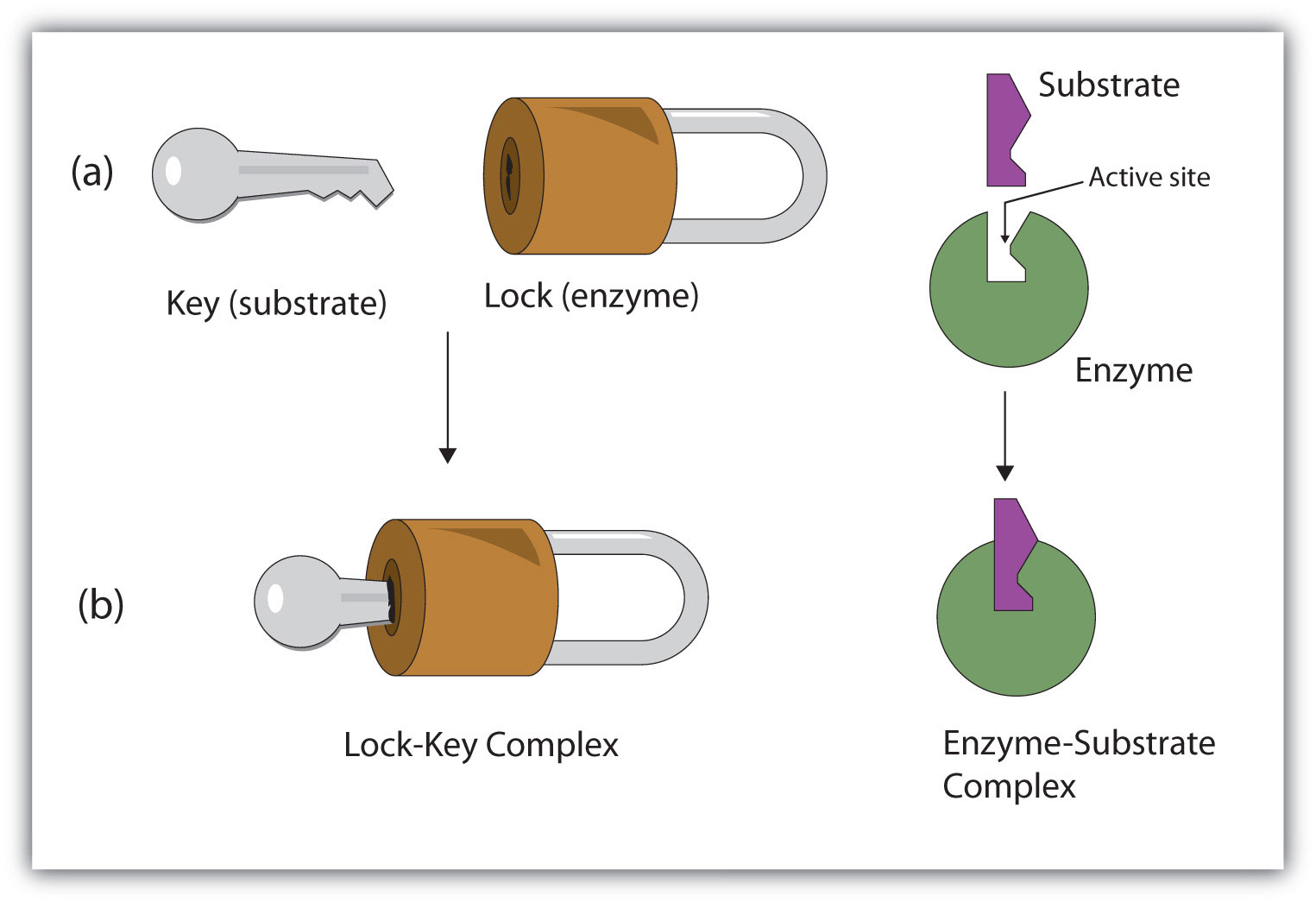 Introduction to Enzymes