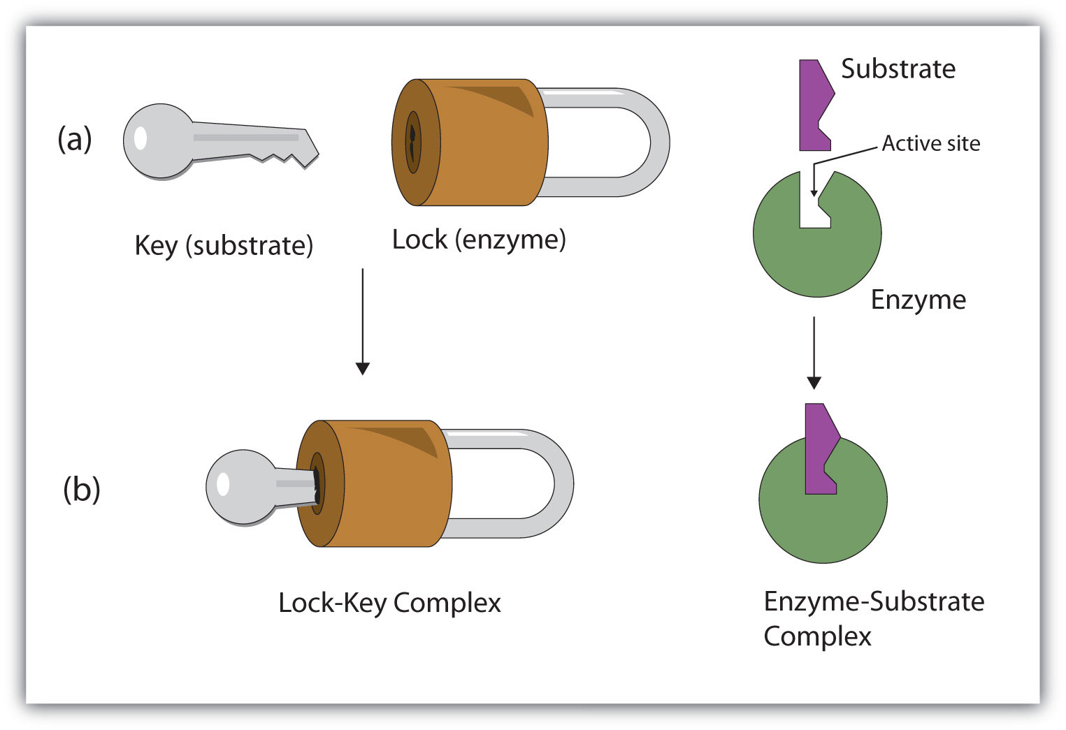 What Is The Lock And Key Enzyme Model