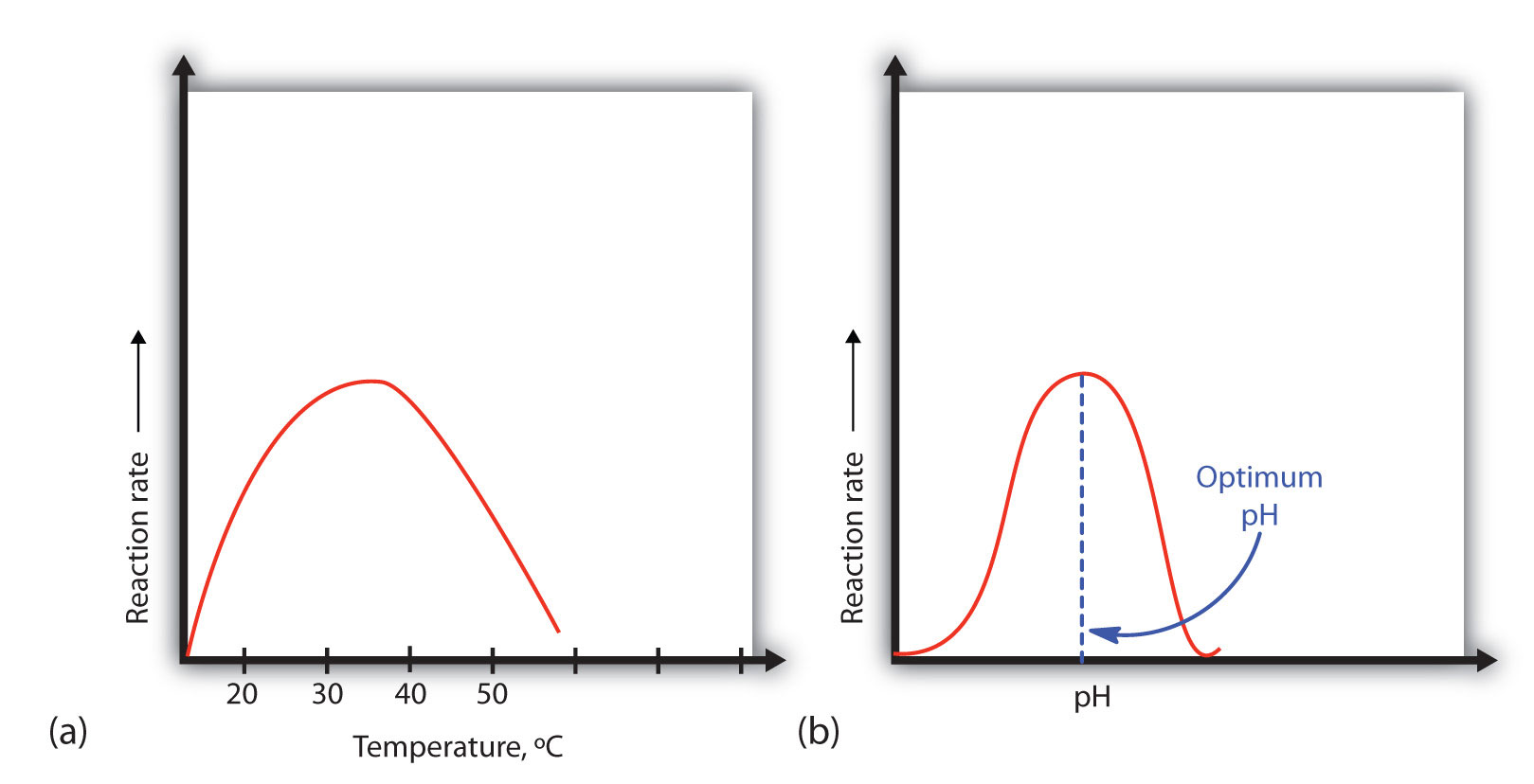 what is the optimum temperature for pepsin activity