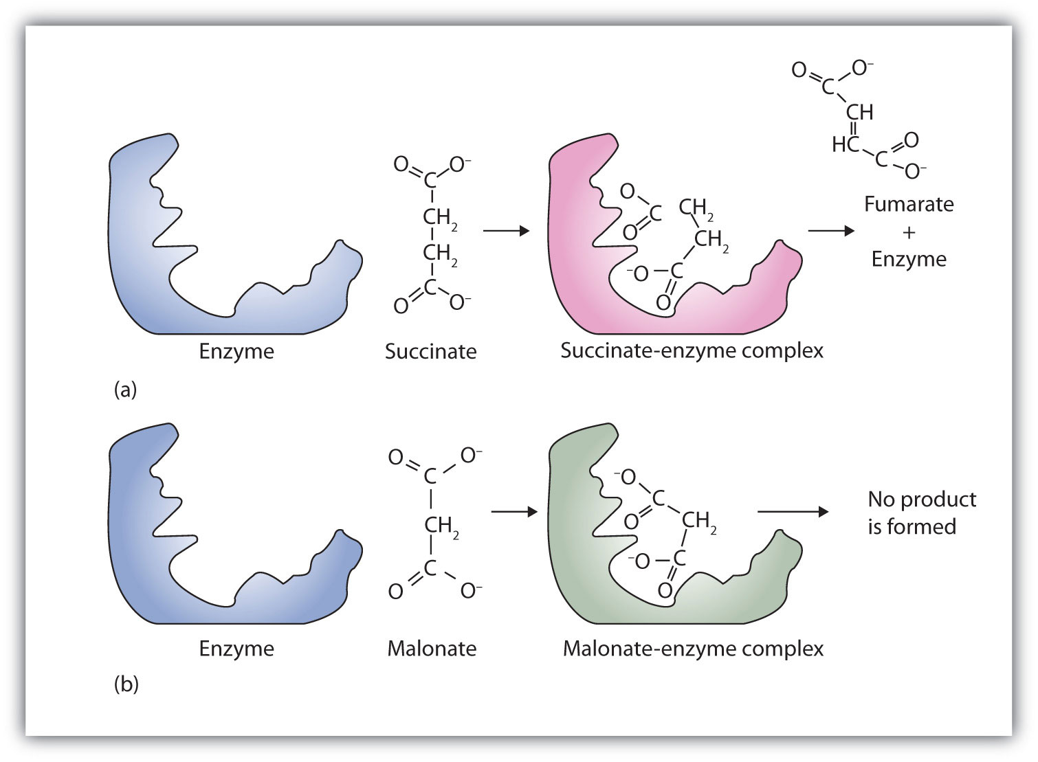 Introduction to Enzymes