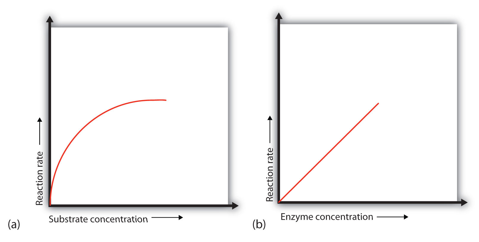 rate of reaction concentration of enzyme and coenzyme