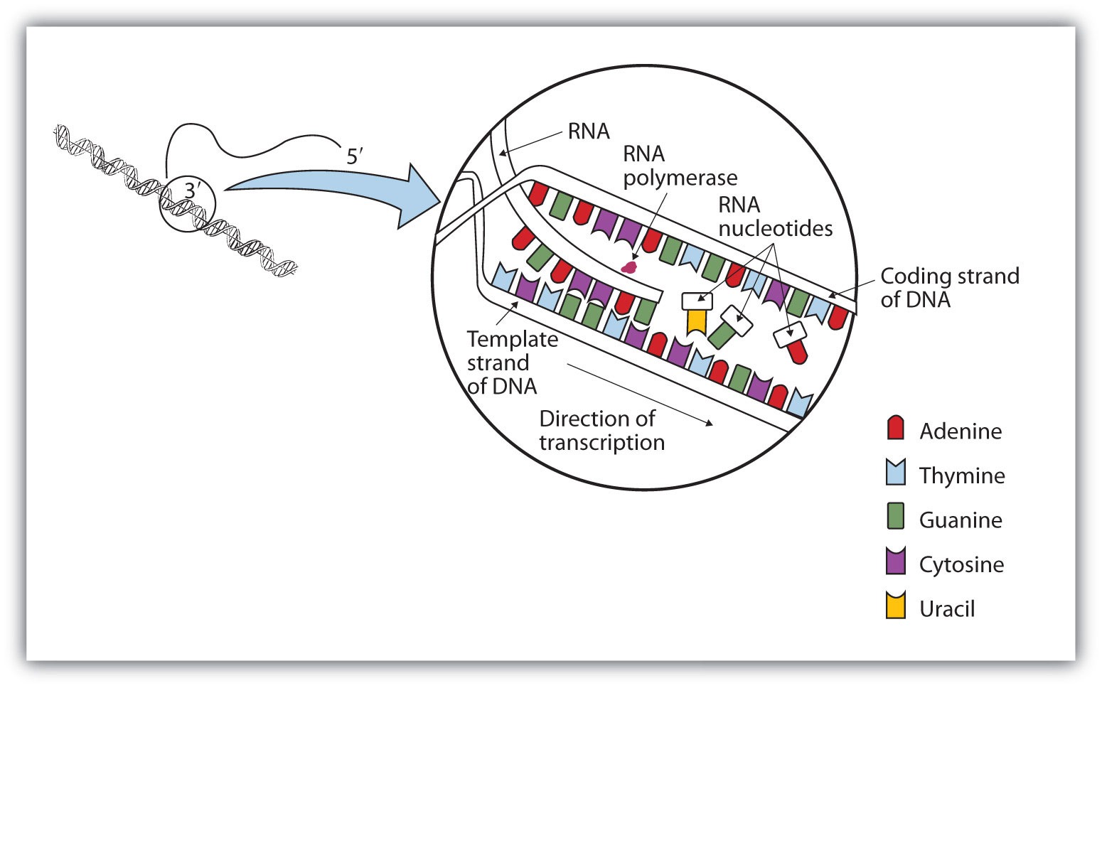 replication-and-expression-of-genetic-information