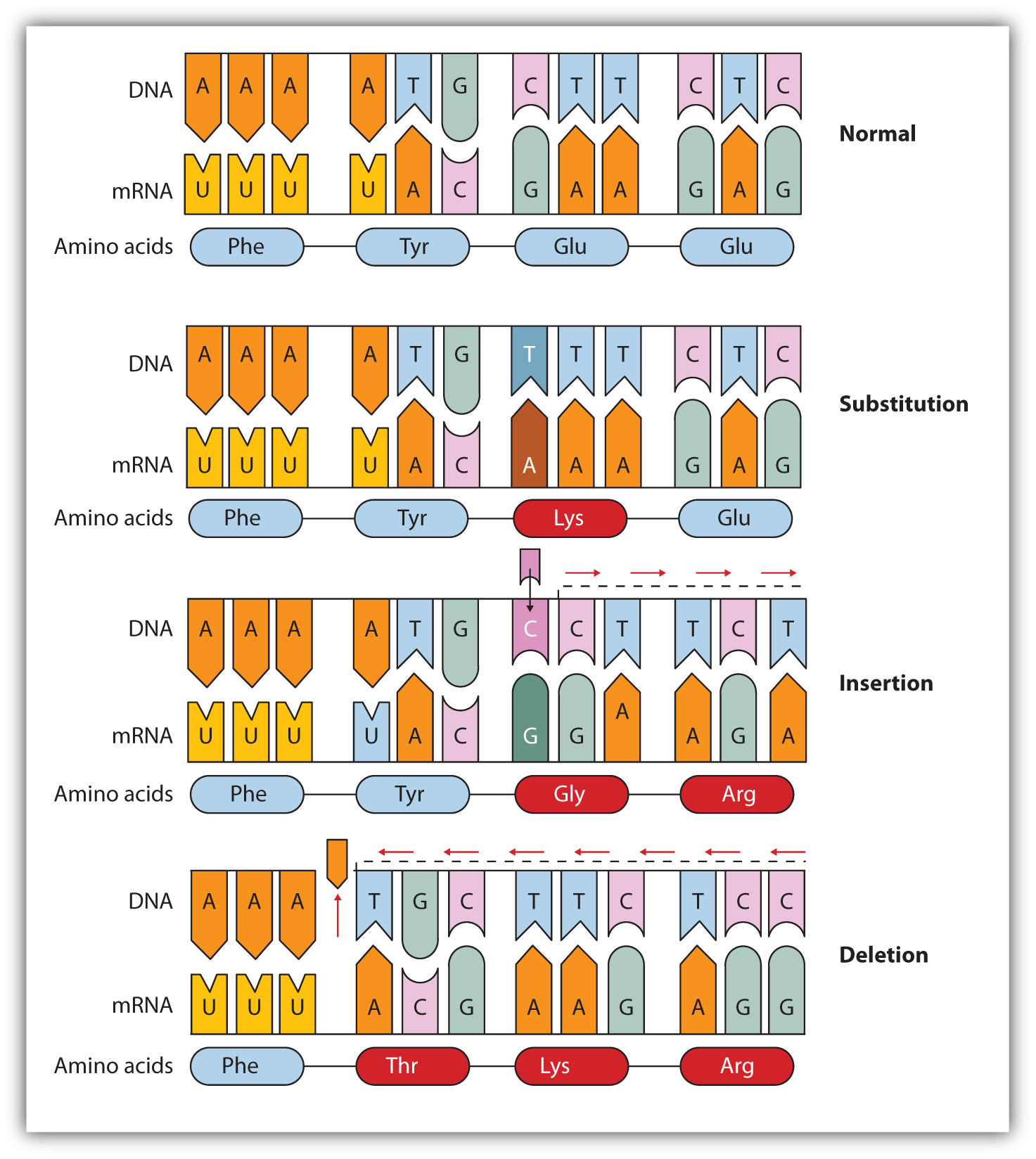 how-does-a-deletion-mutation-differ-from-a-substitution-mutation