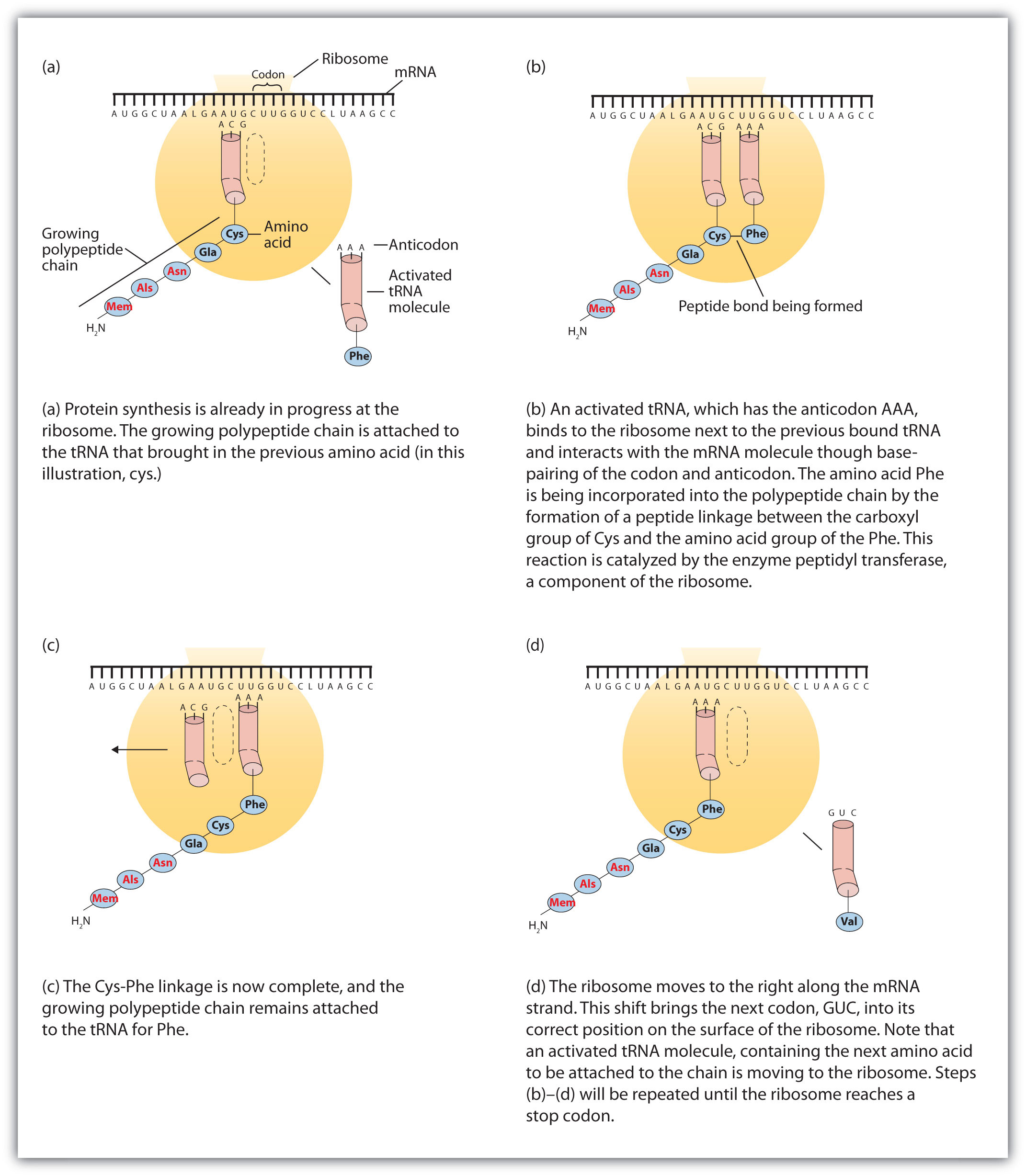 read cell biology of physarum and didymium organisms nucleus and cell cycle