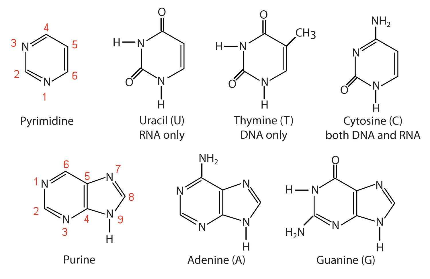 Are DNA and RNA polymers composed of monomers?