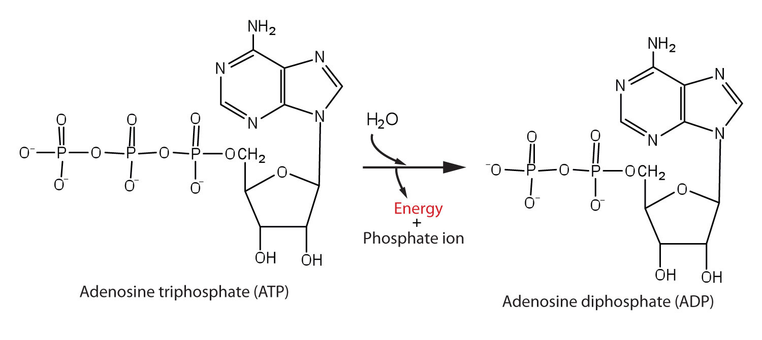 Atp The Universal Energy Currency