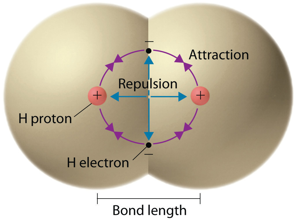 covalent bond图片