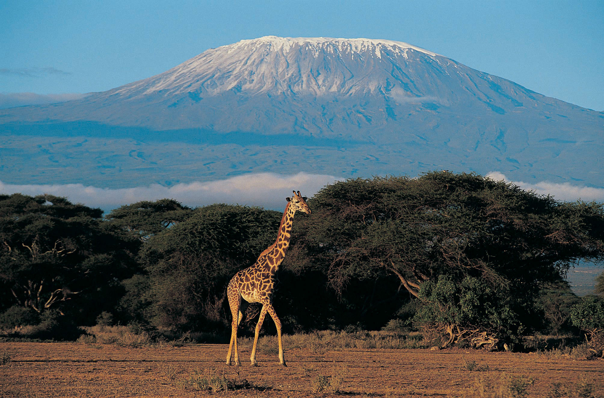 В странах африки самая высокая. Гора в Африке Килиманджаро. Вулкан Килиманджаро. Танзания Килиманджаро. Танзания гора Килиманджаро.